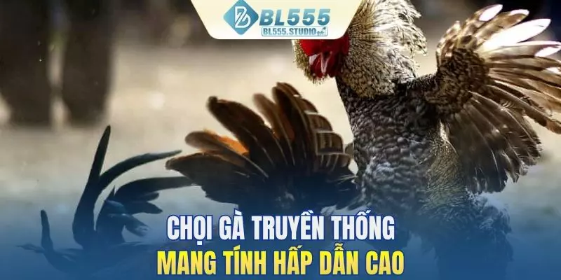 Chọi gà truyền thống hấp dẫn, kịch tính