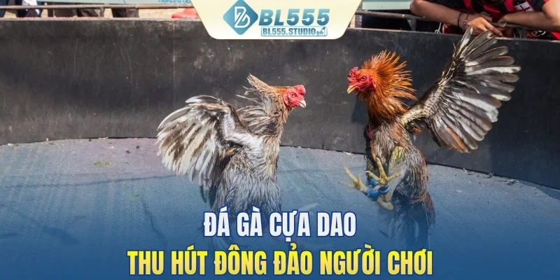 Đá gà cựa dao thu hút đông đảo người chơi
