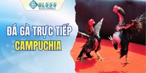 Đá gà trực tiếp Campuchia