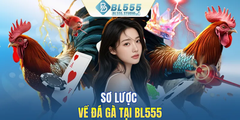 Sơ lược về đá gà tại BL555